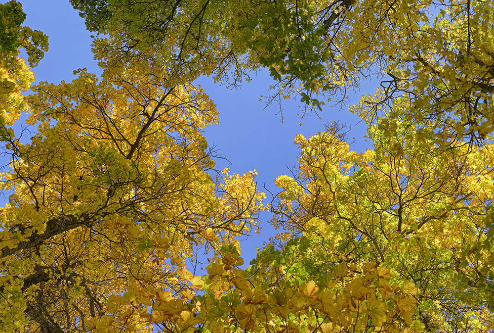 feuillus 04 _ 20k x 13k